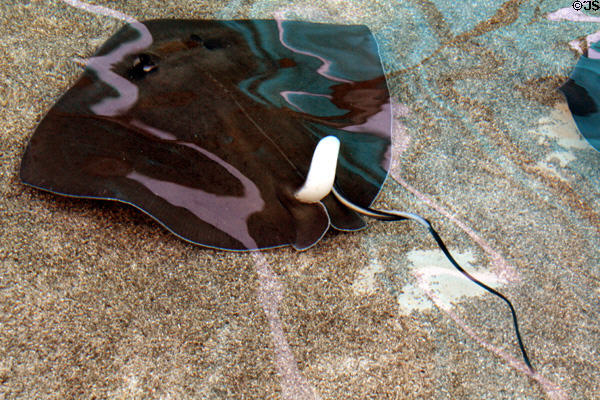Reticulate whipray (<i>Himantura uarnak</i>) at Aquarium of the Pacific. Long Beach, CA.