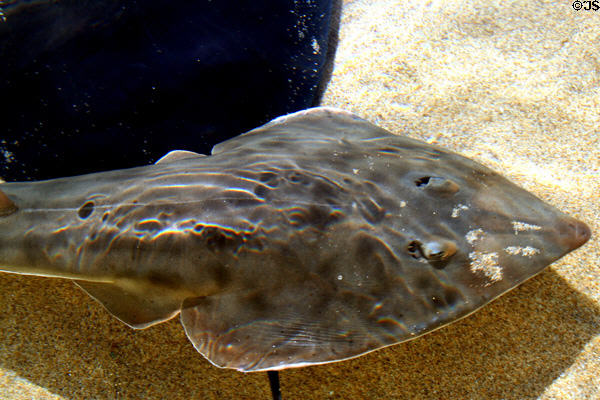 White spotted guitarfish (<i>Rhynchobatus djiddensis</i>) at Aquarium of the Pacific. Long Beach, CA.