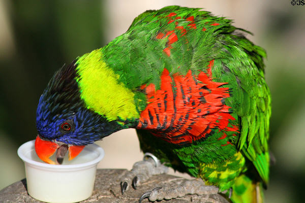 Rainbow lorikeet (<i>Trichoglossus haematodus</i>) at Aquarium of the Pacific. Long Beach, CA.
