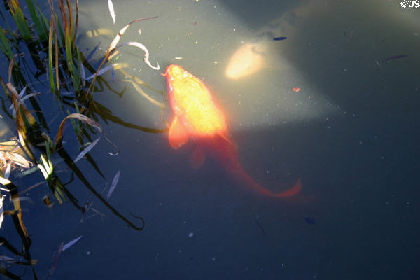 Carp in Japanese garden in Henry E. Huntington Gardens. San Marino, CA.