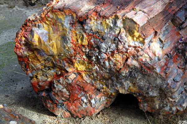 Petrified wood at San Bernardino County Museum. Redlands, CA.