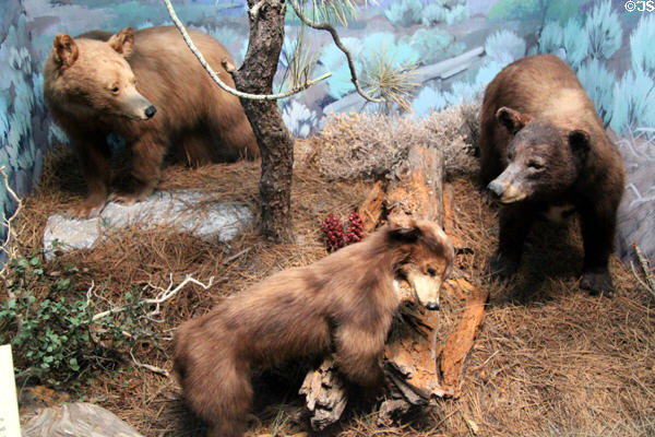 Black bear display at San Bernardino County Museum. Redlands, CA.