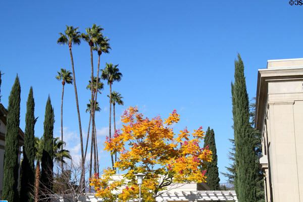 Landscaping at Redlands University. Redlands, CA.