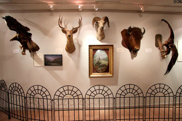 Nature display at Riverside Museum. Riverside, CA.