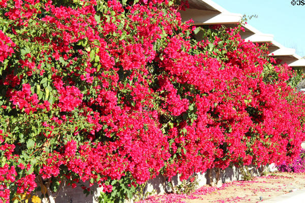 Bougainvillea hedge at University of California, Riverside. Riverside, CA.