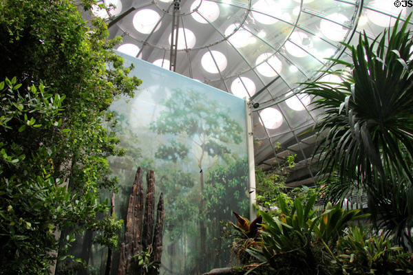 Rainforest interior at California Academy of Science. San Francisco, CA.