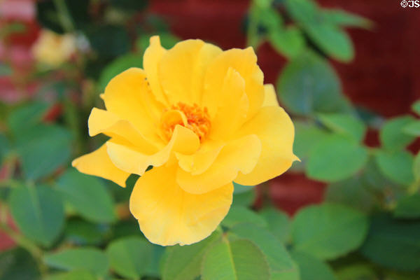 Rose in jail yard garden at Calaveras County Downtown Museum. San Andreas, CA.