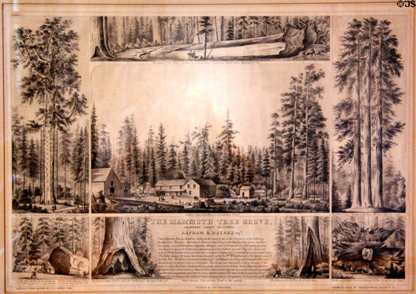 Graphic illustrating the hotel & surroundings at Mammoth Tree Grove in Calaveras County at Calaveras County Downtown Museum. San Andreas, CA.