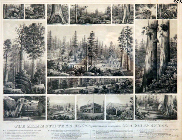 Graphic illustrating the hotel & surroundings at Mammoth Tree Grove in Calaveras County at Calaveras County Downtown Museum. San Andreas, CA.