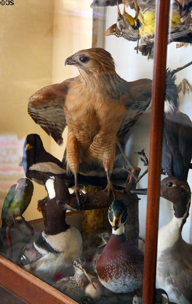 Collection of taxidermy birds at Bidwell Mansion house museum. Chico, CA.