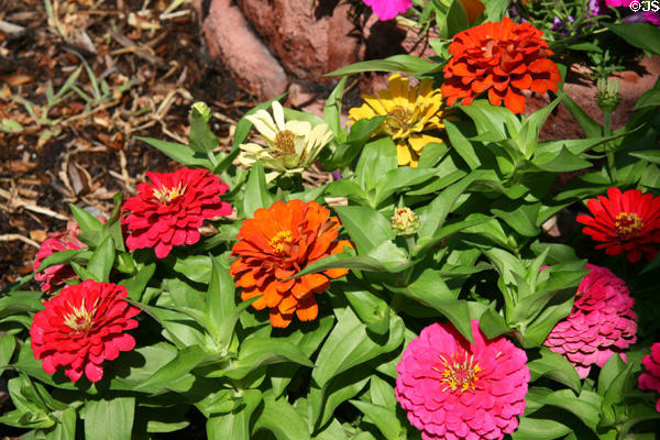 Flowers lining streets of Quality Hill. Denver, CO.