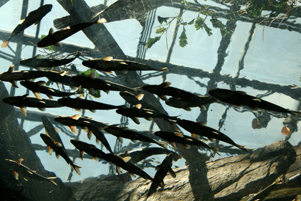 Fish swim overhead at Downtown Aquarium. Denver, CO.