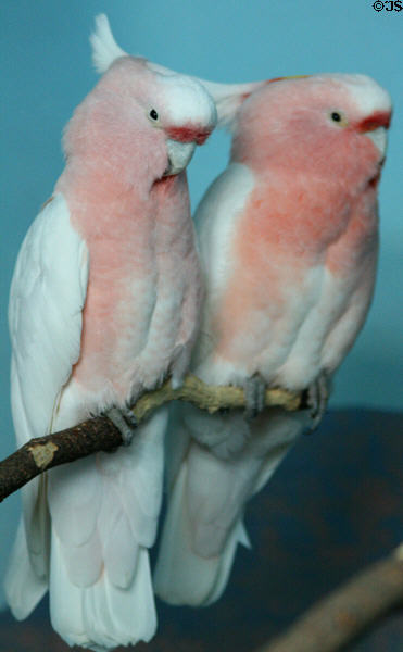 Leadbeater's Cockatoo (<i>Cacatua leadbeateri</i>) from Australia at Denver Zoo. Denver, CO.