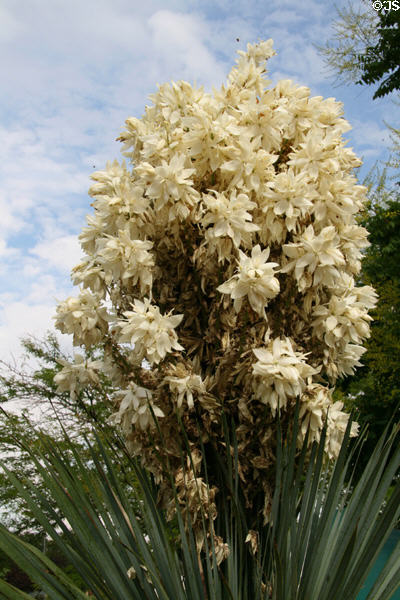 Yucca flowers at Denver Botanic Gardens. Denver, CO.