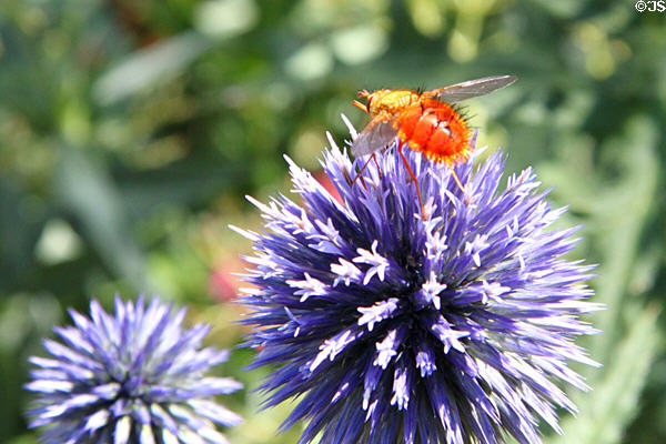 Bug in garden at Miramont Castle. Manitou Springs, CO.
