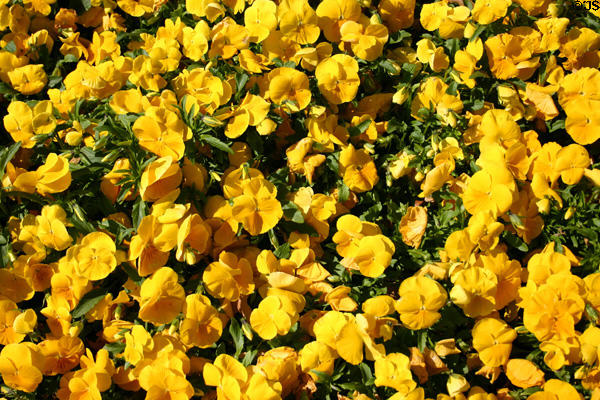 Flowers near the White House. Washington, DC.