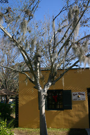 Spanish moss against adobe building. St Augustine, FL.