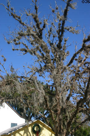 Spanish moss adds character to old St. Augustine. St Augustine, FL.