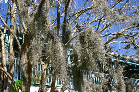 Detail of Spanish moss. St Augustine, FL.