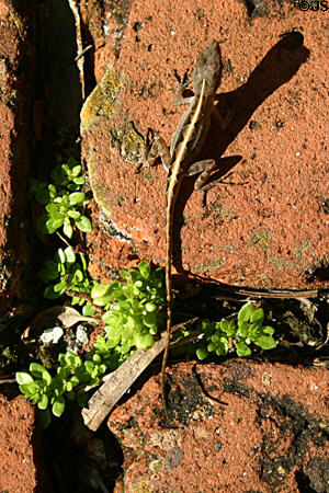 Lizard with diamond back pattern in garden of Oldest House Museum. St Augustine, FL.
