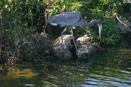 Great Blue Heron (<i>Ardea herodias</i>). FL.