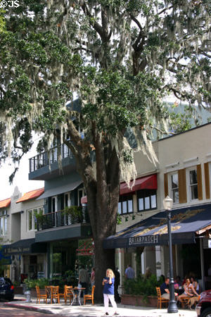 Bistro under tree with Spanish Moss in Winter Park. Orlando, FL.