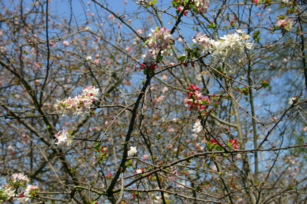 Flowering fruit tree at Davenport House Museum. Savannah, GA.