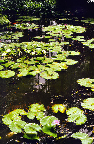 Lily pond in Hawaiian Tropical Botanical Gardens, west of Hilo. Big Island of Hawaii, HI.