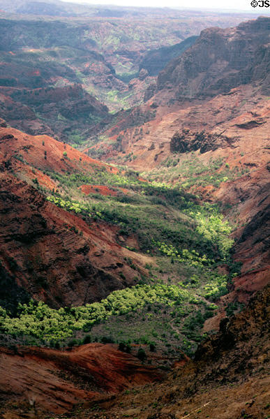 Vegetation on floor of Waimea Canyon. Kauai, HI.