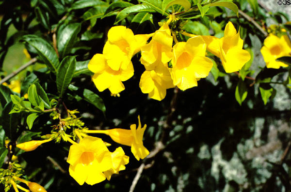Flowers bloom at Smith's Tropical Paradise. Kauai, HI.