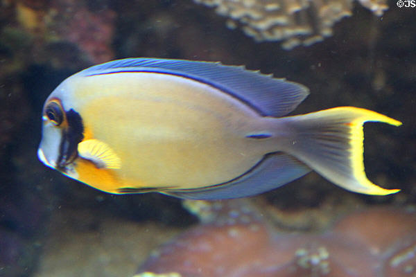 Surgeonfish with yellow fin & tail at Waikiki Aquarium. Waikiki, HI.