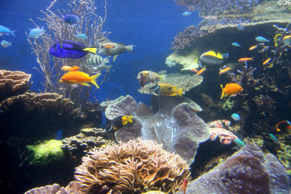 Reef fish over corals & giant clams at Waikiki Aquarium. Waikiki, HI.