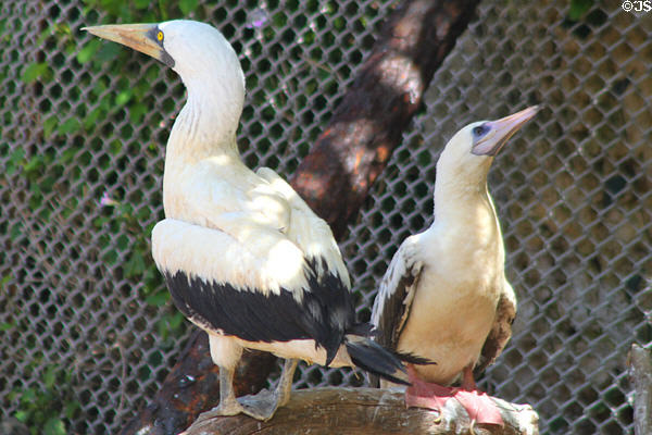 Masked Booby (<i>Sula dactylatra</i>) & Red-footed Booby (<i>Sula sula</i>) at Sea Life Park. HI.