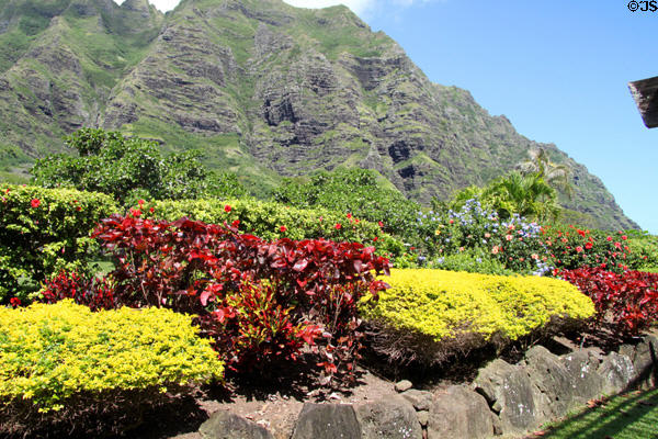 Kualoa Ranch plantings. HI.