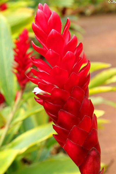 Red ginger (<i>Alpinia purpurata</i>) in gardens of Dole Plantation. HI.