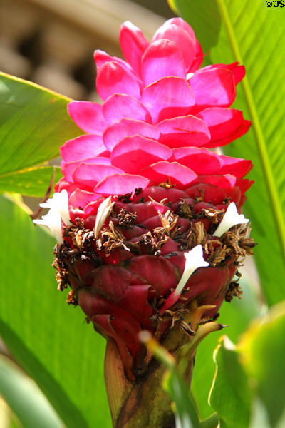 Red ginger (<i>Alpinia purpurata</i>). HI.
