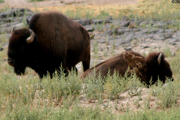 Bison at Fort Hall compound. Pocatello, ID.