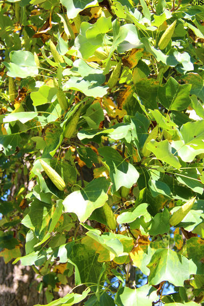 Tulip tree at Rev. John Hale House. Beverly, MA.