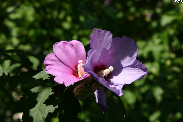 Flower at Truman house. Independence, MO.
