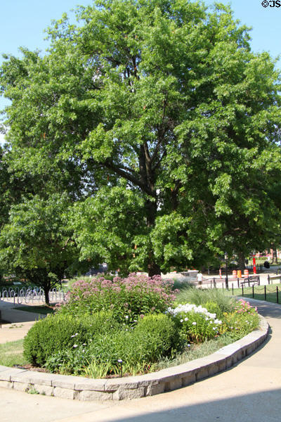 Landscaping of quad of University of Missouri. Columbia, MO.