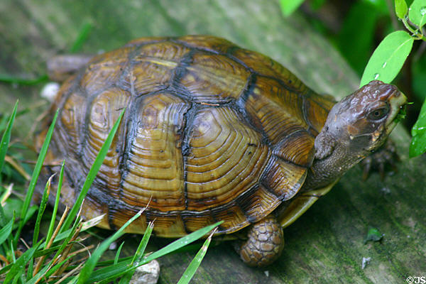 Turtle at George Washington Carver's Birthplace National Monument. Diamond, MO.