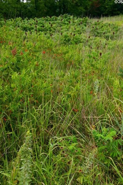 Meadow at George Washington Carver's Birthplace National Monument. Diamond, MO.