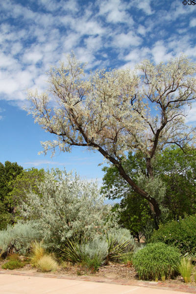 Landscaping of Museum Hill. Santa Fe, NM.