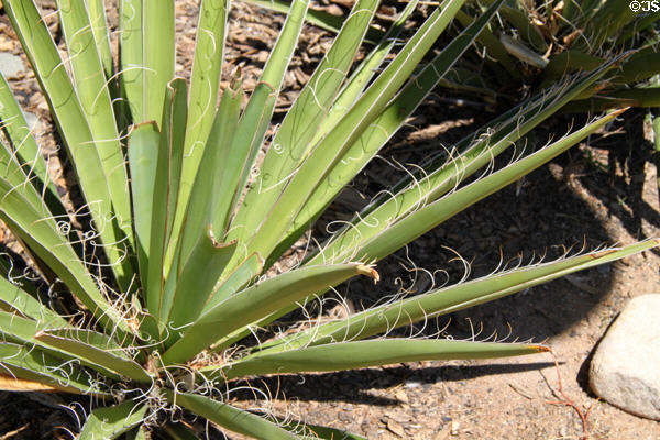 Succulent on Museum Hill. Santa Fe, NM.