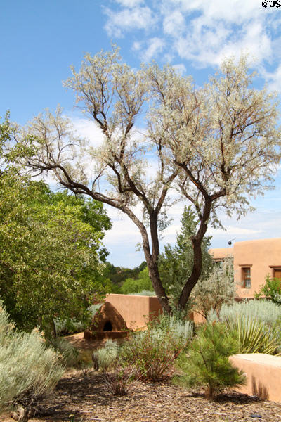 Landscaping of Museum Hill. Santa Fe, NM.