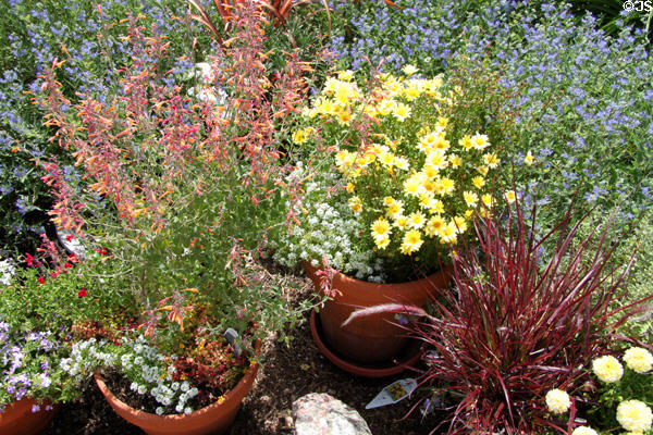 Landscaping at Wheelwright Museum of the American Indian. Santa Fe, NM.