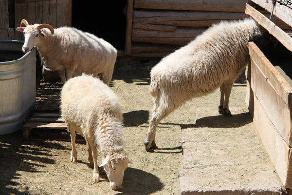 Sheep at Rancho de las Golondrinas. Santa Fe, NM.