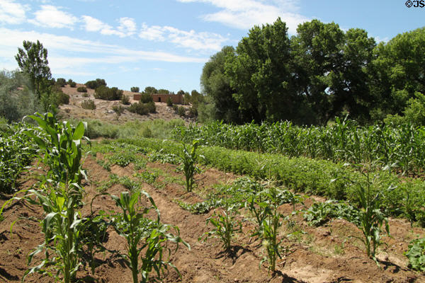 Corn field at Rancho de las Golondrinas. Santa Fe, NM.