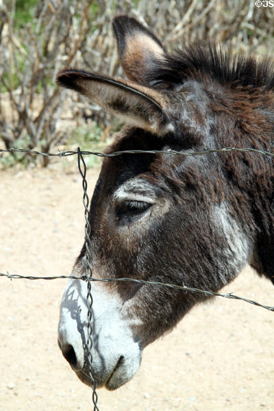 Mule at Rancho de las Golondrinas. Santa Fe, NM.