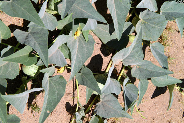 Creeping plants with gourds at Rancho de las Golondrinas. Santa Fe, NM.
